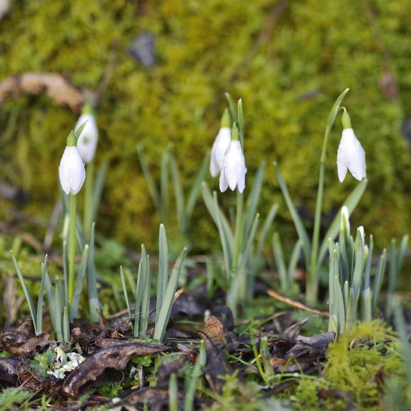 a photograph of snowdrops by Catherine Coulson © 2020 Catherine Coulson