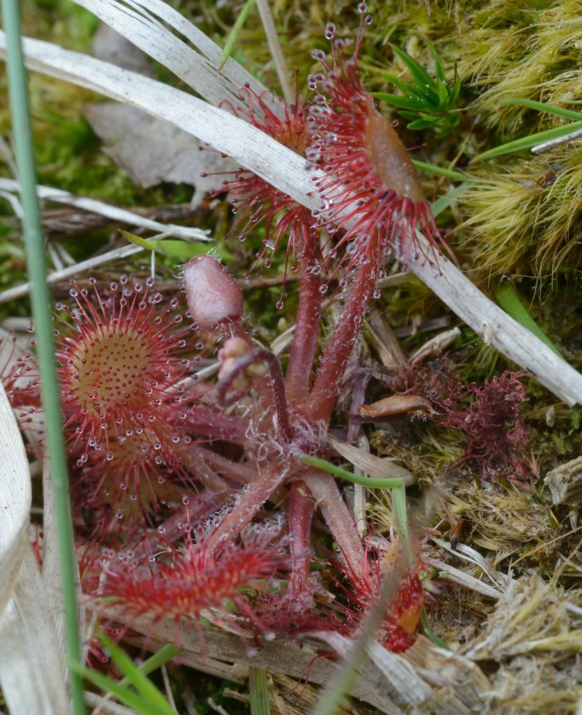 A photograph of a Round-leaved Sundew on the peat bog at Kirkconnell Flow © 2018 Catherine Coulson