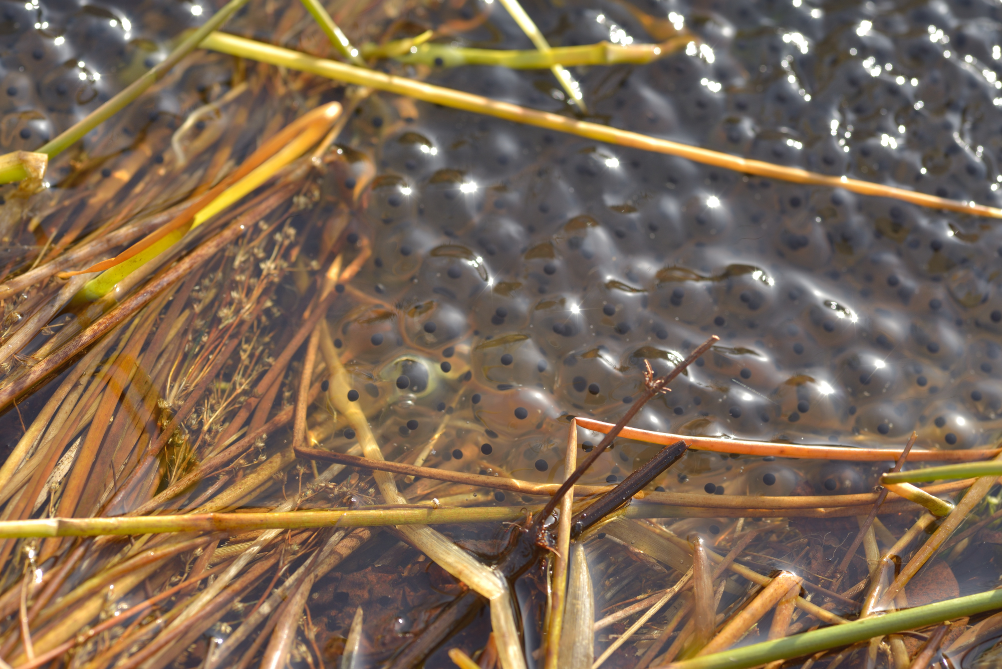 Frogspawn, Field Pond