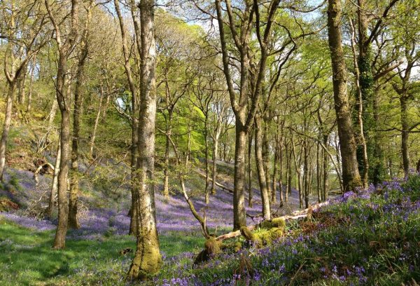 a photograph title 'Bluebell Arc, Carstramon Wood' by artist Catherine Coulson © 2020 Catherine Coulson