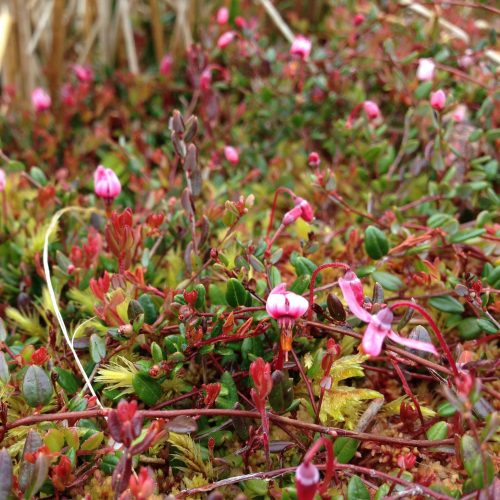 a photograph of bog cranberry at Kirkconnell Flow by Catherine Coulson © 2020 Catherine Coulson