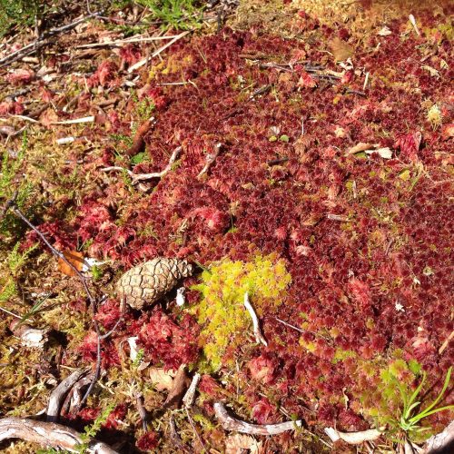 a photograph of red sphagnum moss and a pinecone at Kirkconnell Flow by Catherine Coulson © 2020 Catherine Coulson
