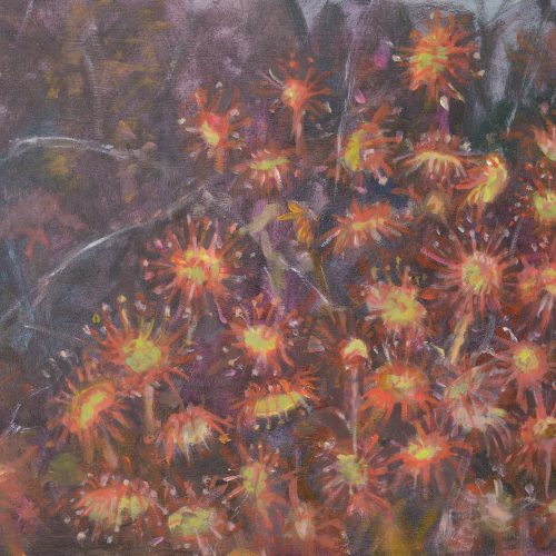 a photograph of an oil painting title 'Round-leaved sundew, Kirkconnell Flow' by artist Catherine Coulson © 2018 Catherine Coulson