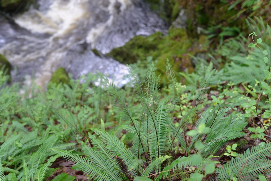 A photograph illustrating the wet ravines are ideal habitats for bryophytes, lichens and ferns at Wood of Cree © Catherine Coulson 2018 catcoulson.art