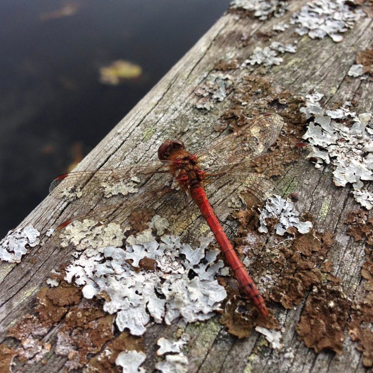 a photograph of a dragonfly on lichen by Catherine Coulson © 2019 Catherine Coulson catcoulson.art