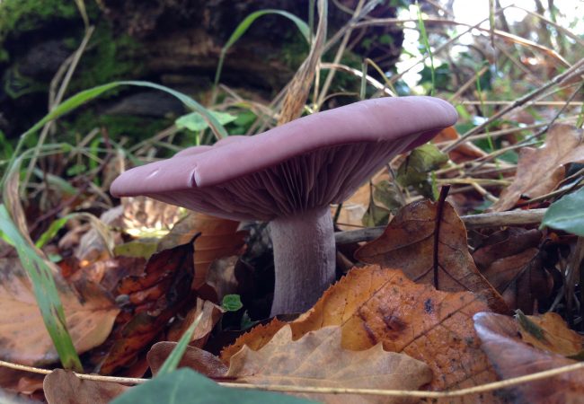 a photograph of a Wood Blewit mushroom by Catherine Coulson @ 2020 Catherine Coulson