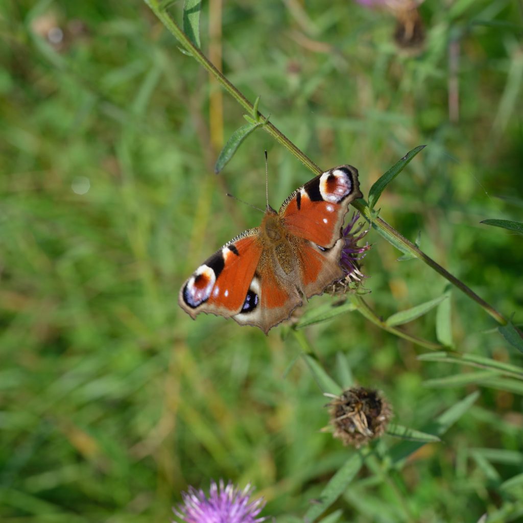 a photograph of a peacock butterfly in a water meadow at RSPB Wood of Cree © Catherine Coulson 2019 catcoulson.art