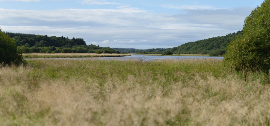 a photograph of the River Cree Floodplain at RSPB Wood of Cree @Catherine Coulson 2019 catcoulson.art