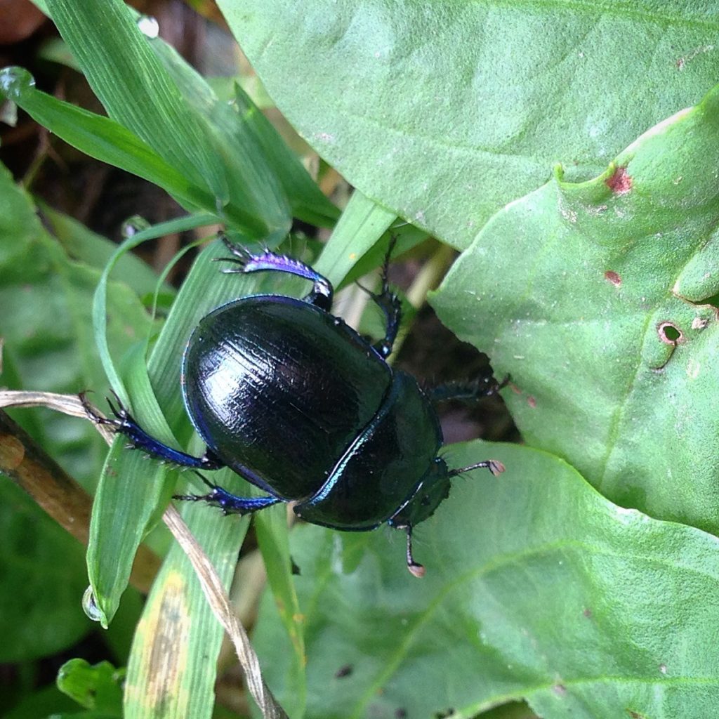a photograph of a Dor Beetle - Cf. Anoplotrupes stertorous, at RSPB Wood of Cree © Catherine Coulson 2019 catcoulson.art