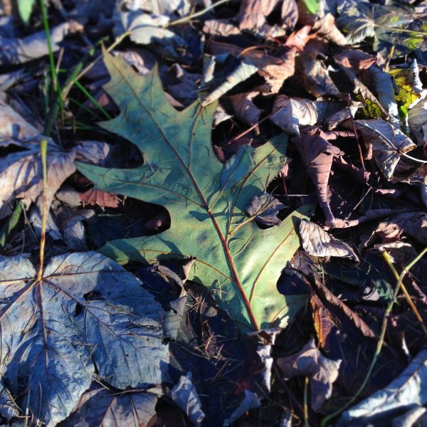 photograph of a green oak leaf lying amongst fallen Autumn leaves by Catherine Coulson © 2020 Catherine Coulson