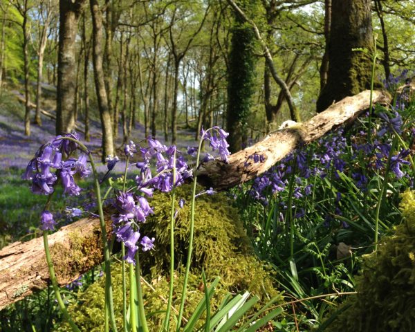 a photograph of bluebells in Carstramon Wood, Dumfries and Galloway by Catherine Coulson © 2020 Catherine Coulson