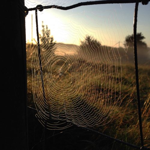 photograph of a cobweb on a fence wire, misty morning by Catherine Coulson © 2020 Catherine Coulson