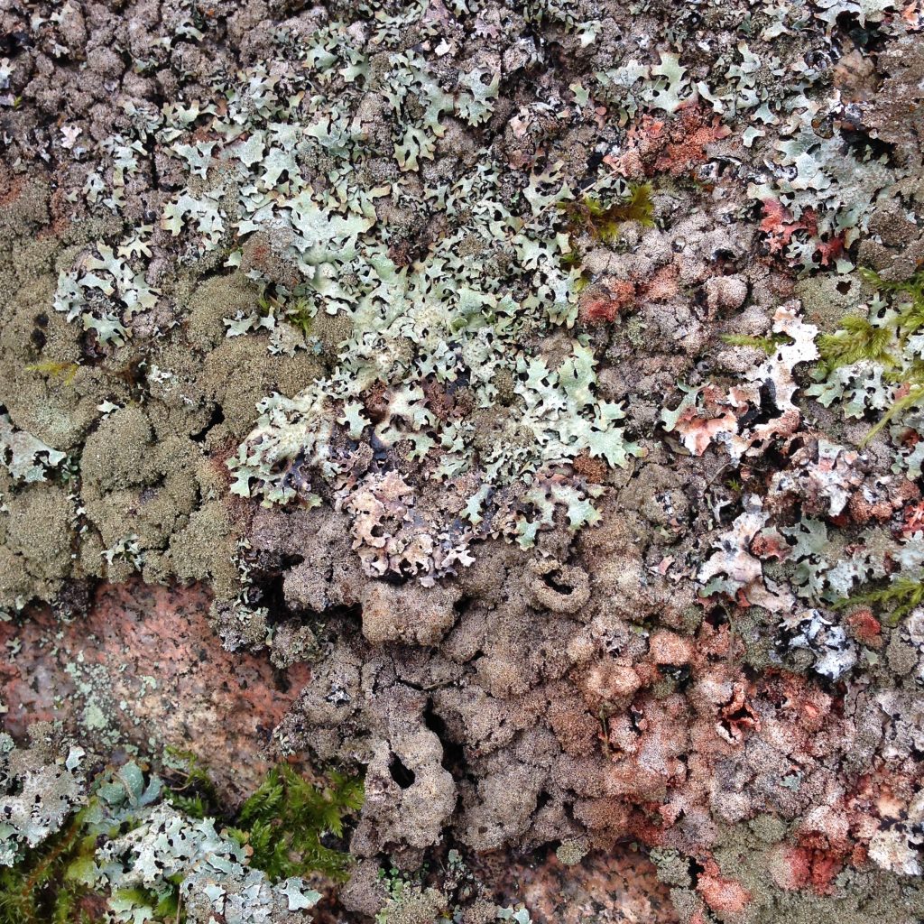 a photograph of a granite stone covered in pink lichen © Catherine Coulson catcoulson.art