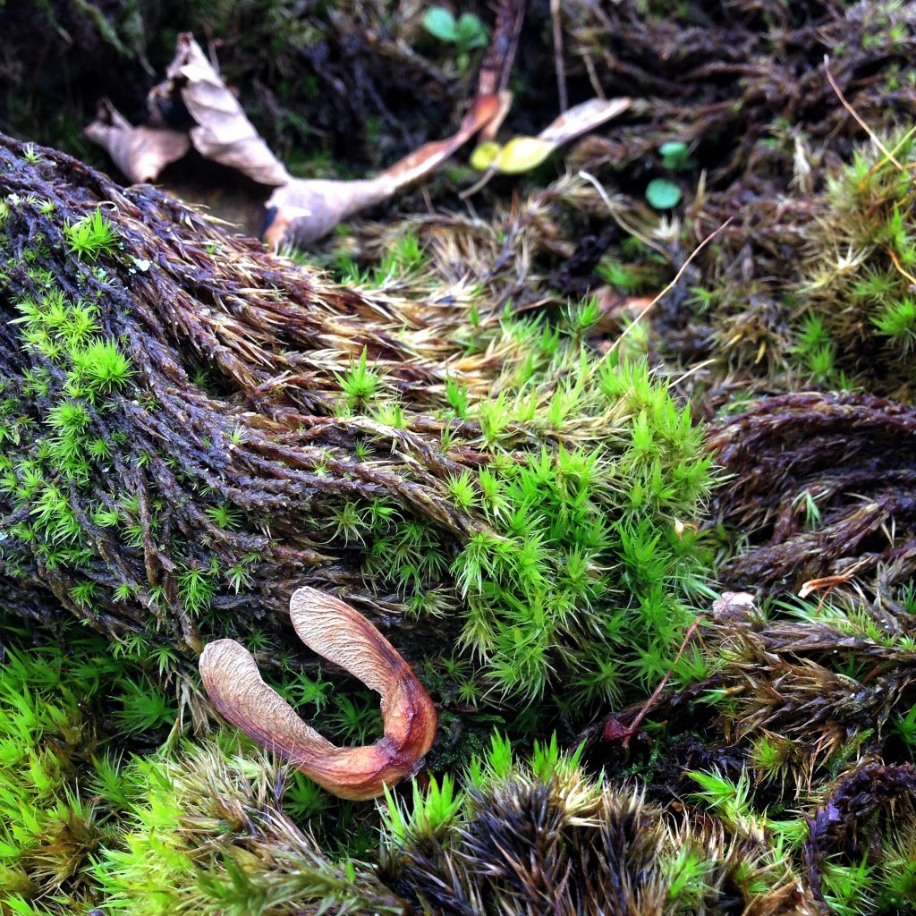 a photograph of moss, leaf litter and sycamore wings © Catherine Coulson catcoulson.art