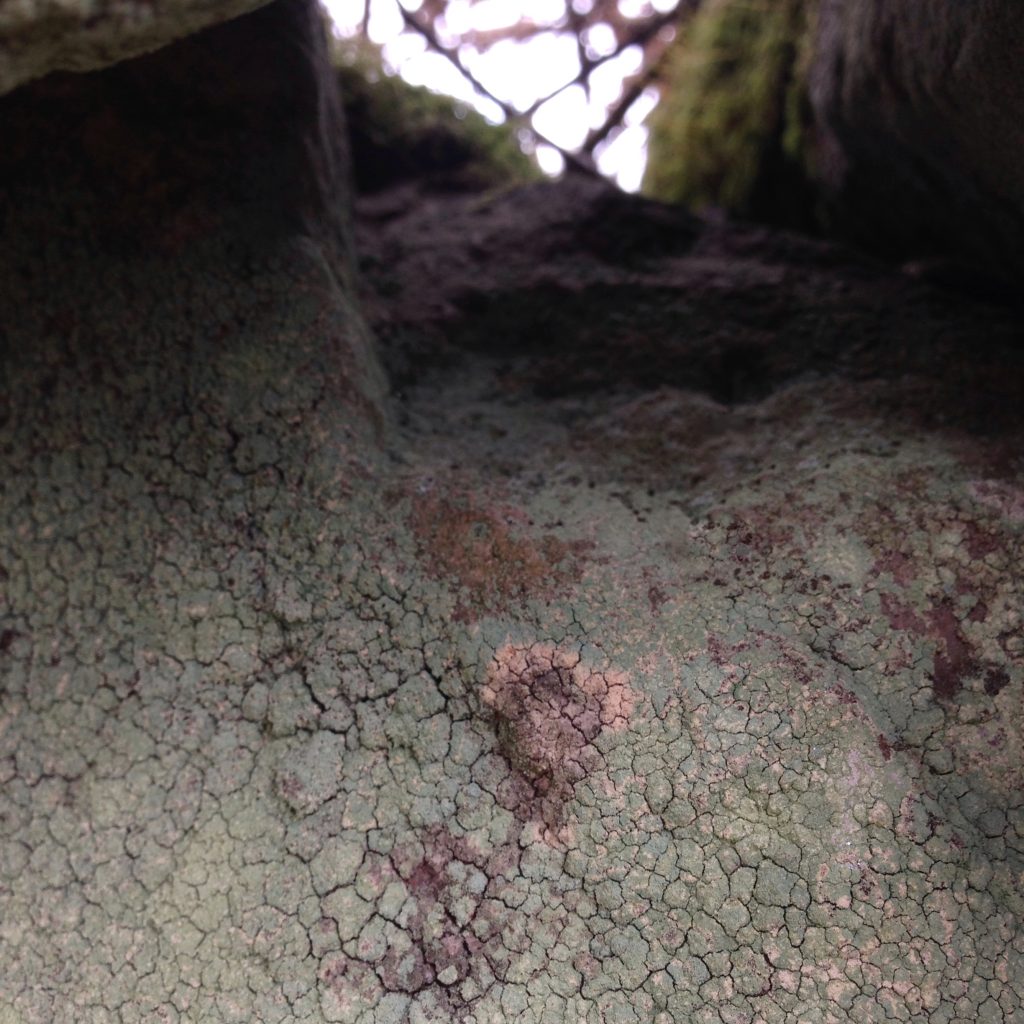 a photograph of a stone wall crevice covered in lichen © Catherine Coulson catcoulson.art