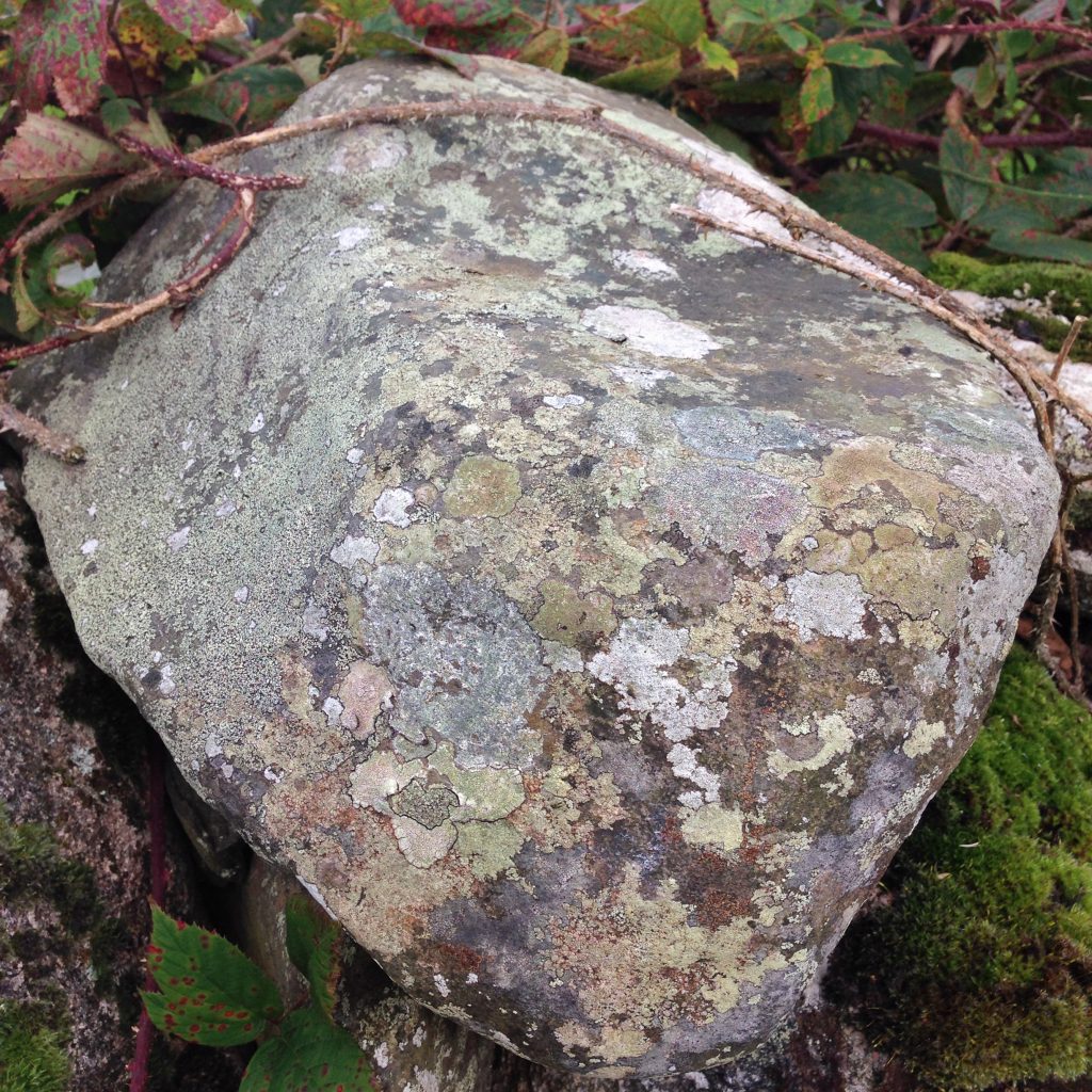 a photograph of a boulder covered in lichen © Catherine Coulson catcoulson.art