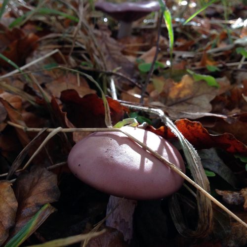 a photograph of a Wood Blewit mushroom by Catherine Coulson @ 2020 Catherine Coulson