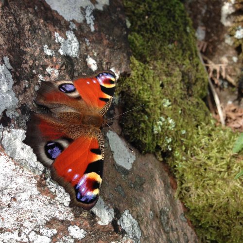 photograph of a peacock butterfly on a stone wall by Catherine Coulson © 2020 Catherine Coulson