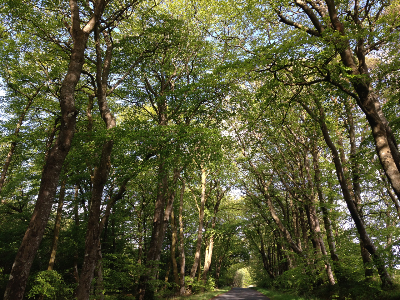 Birdsong and beech trees…