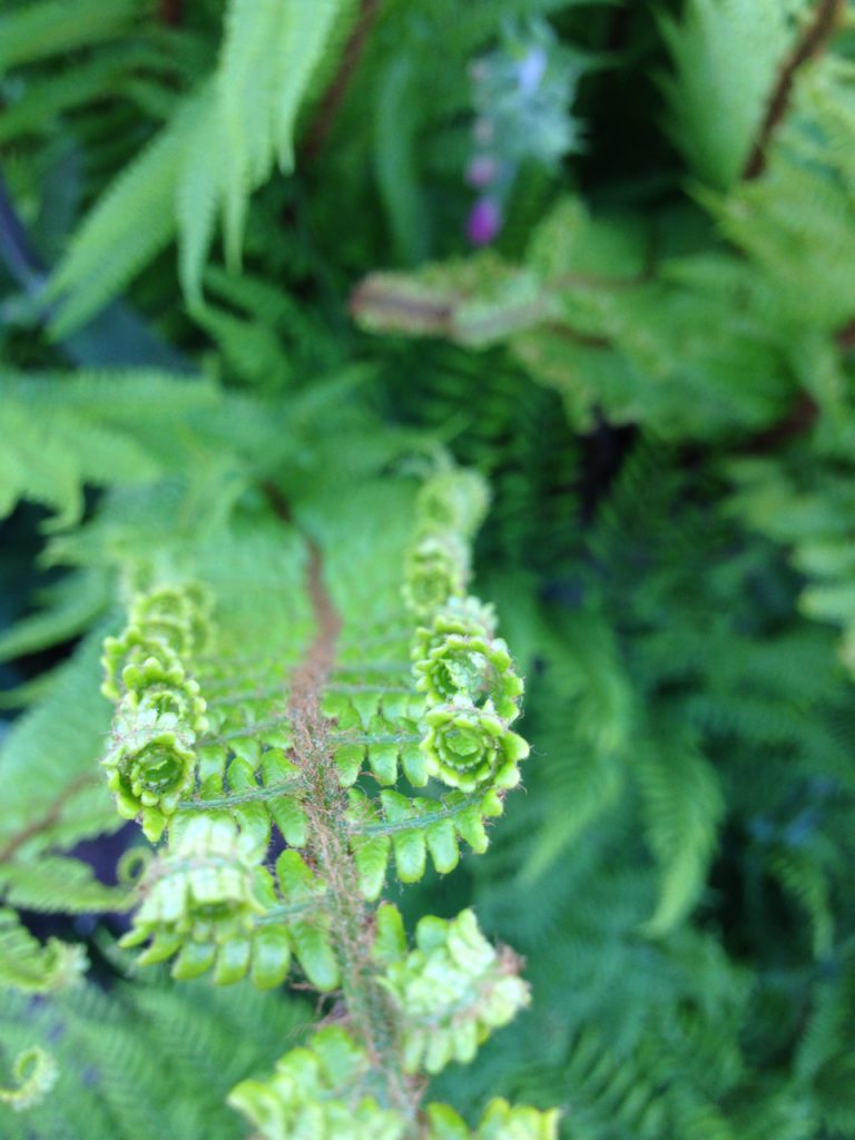 a photograph of a fern unfurling © 2020 Catherine Coulson catcoulson.art