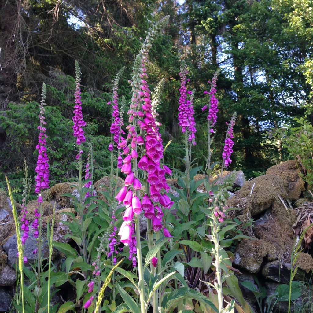 a photograph of foxgloves in a forest © 2020 Catherine Coulson catcoulson.art