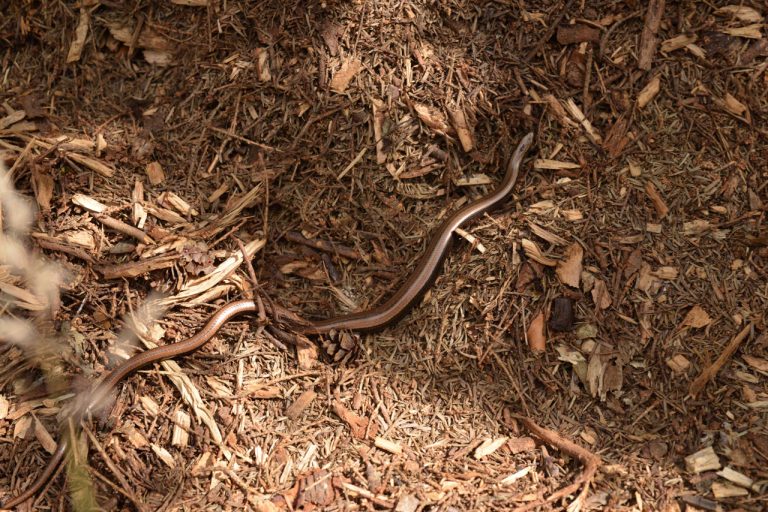 a photograph of a slow-worm (Anguis fragilis) on wood chip pile in July © Catherine Coulson 2020 catcoulson.art
