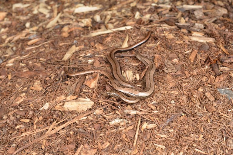 a photograph of two entwined slow-worms (Anguis fragilis) in July © Catherine Coulson 2020 catcoulson.art