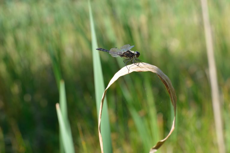 A photograph of a Black Darter, Sympetrum danae on loch reeds by © Catherine Coulson 2020 catcoulson.art