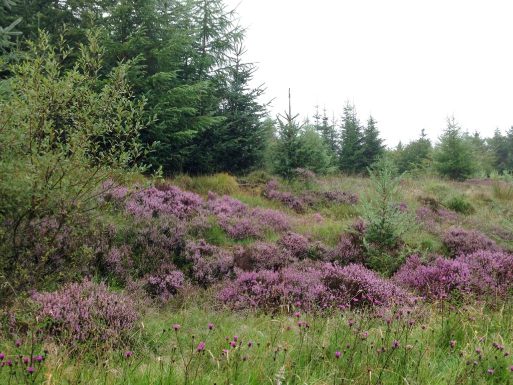 A photograph of Heather, Laurieston Forest © Catherine Coulson 2020 catcoulson.art