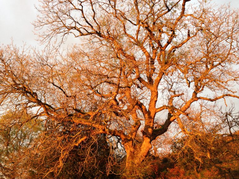 a photograph of a veteran ash tree with amber Autumn sunlight, October 2020 © Catherine Coulson 2020 catcoulson.art