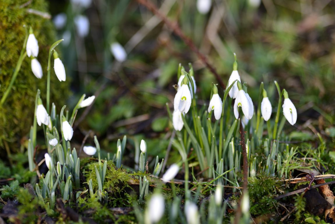 a photograph of emerging snowdrops by Catherine Coulson © 2018 Catherine Coulson