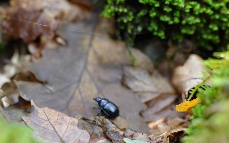 a photograph of a Dor Beetle (Geotrupidae) recycling leaf litter at RSPB Wood of Cree © Catherine Coulson 2019 catcoulson.art