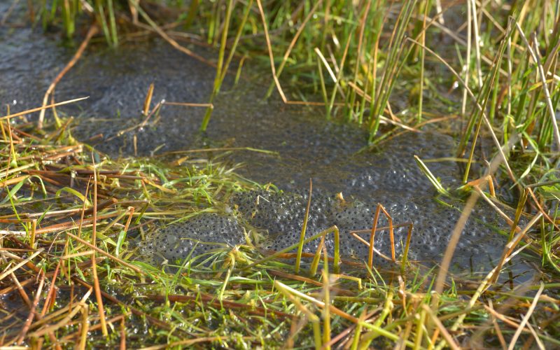 photograph of frogspawn and reeds in a pond by Catherine Coulson © 2020 Catherine Coulson