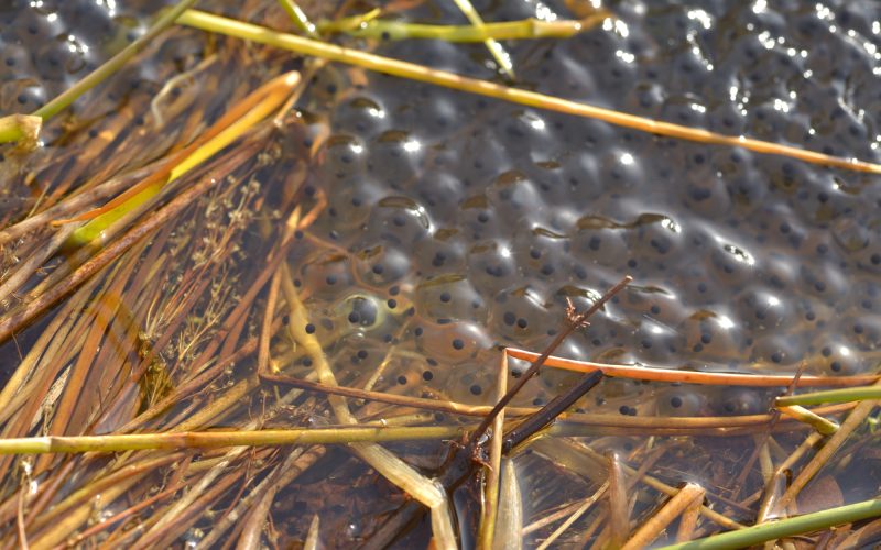photograph of frogspawn and reeds in a pond by Catherine Coulson © 2020 Catherine Coulson