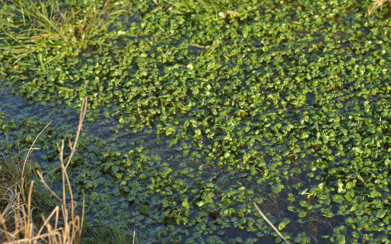 a photograph of pondweed in the field pond ©2018 Catherine Coulson catcoulson.art