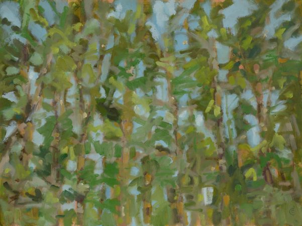 a photograph of an oil painting title 'Scots Pines' by artist Catherine Coulson © 2018 Catherine Coulson