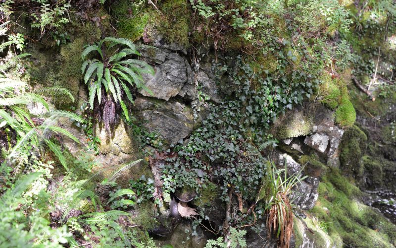 A photograph of a steep ravine waterfall wall with ferns and ivy and moss growing, Wood of Cree © Catherine Coulson 2018 catcoulson.art