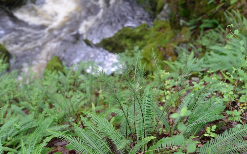 A photograph illustrating the wet ravines are ideal habitats for bryophytes, lichens and ferns at Wood of Cree © Catherine Coulson 2018 catcoulson.art