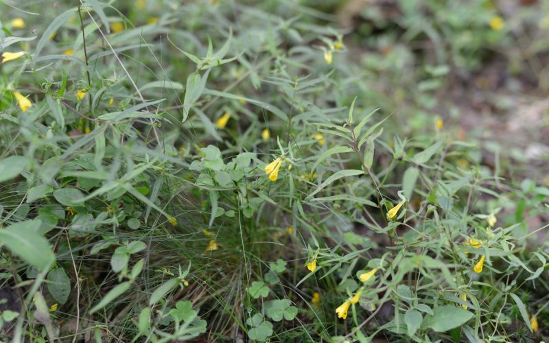A photograph of Common cow-wheat (Melampyrum pratense, a semi-parasitic annual and indicator of ancient woodland) at Wood of Cree © Catherine Coulson 2018 catcoulson.art